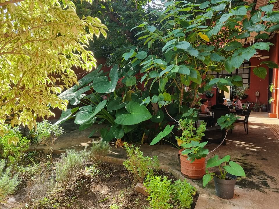 Huerto y área verde del patio de La Casa del Flan
